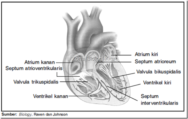 struktur jantung manusia