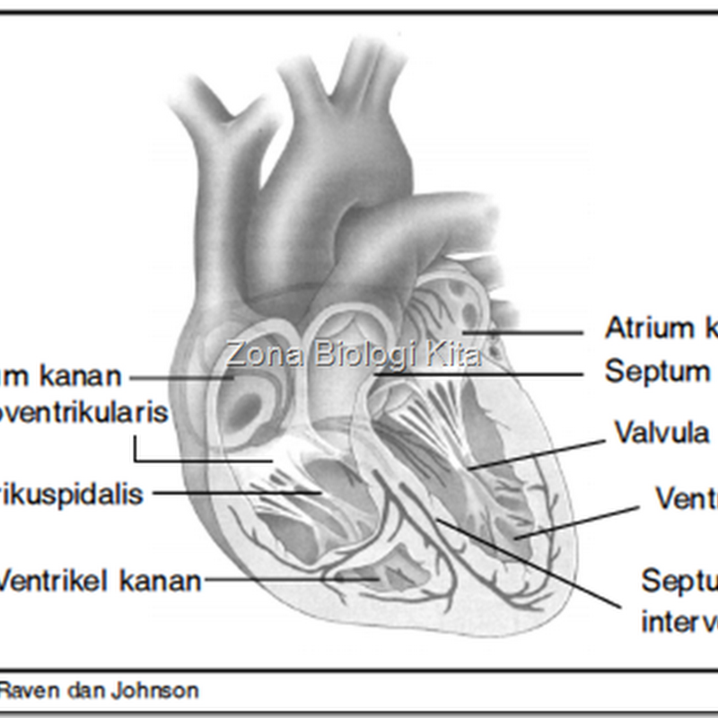 Struktur Jantung Manusia