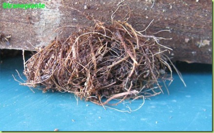 Rhynchophorus ferrugineus bozzolo Rhynchophorus ferrugineus bozzolo