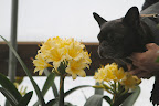 Hoist me up, Ryan, so I can have a better look at these beautiful flowers.