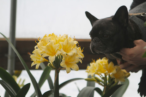 Hoist me up, Ryan, so I can have a better look at these beautiful flowers.