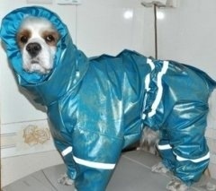 [hurricane-sandy-dogs-27%255B2%255D.jpg]