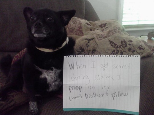 [dog-shaming-bad-11%255B2%255D.jpg]