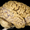 human-brain-vis304784-ga.jpg