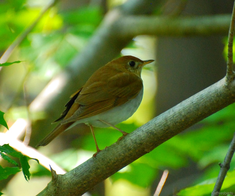 [1.%2520veery-kab%255B4%255D.jpg]