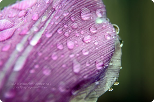 MakroMontag_Raindrops (1)