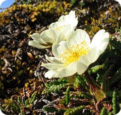 rosa2 rosa2
