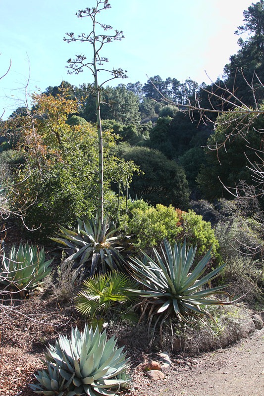 [120128_UCBG_Agave-flower-stalk_01%255B3%255D.jpg]