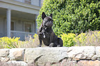 I, too, love this stone wall.  It's a great place to show off my superb Frenchie qualities.