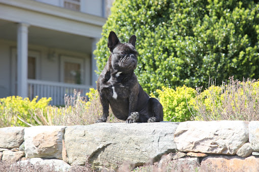 I, too, love this stone wall.  It's a great place to show off my superb Frenchie qualities.
