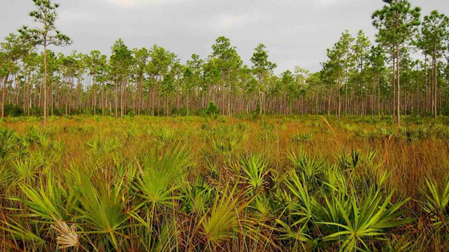 About 88 acres of rockland forest, a globally imperiled habitat containing a menagerie of plants, animals and insects found no place else, was sold in July 2014 by the University of Miami to Palm Beach County developer Ram. The forest will be bulldozed to make room for a Wal-Mart shopping center. Photo: Miguel Vieira