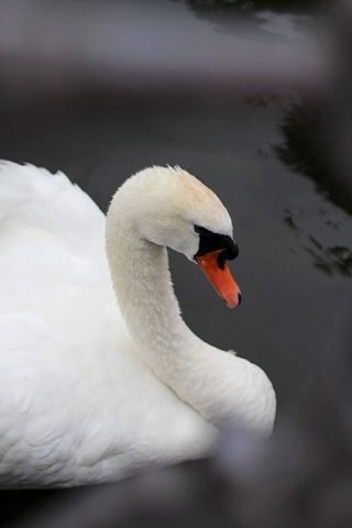 [m_schwan%255B6%255D.png]