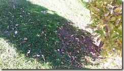 shadow 8 shadow 8
