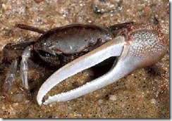 Wem winkt die Winkerkrabbe? Fiddler_crab