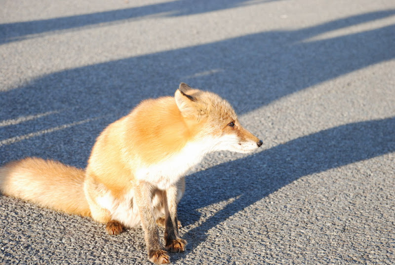 hokkaido_240.jpg