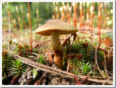 2014-05-18 Idaho, Priest Lake - Mushrooms (2)