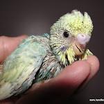 Nov 30-11 Sundance 24 days old.JPG