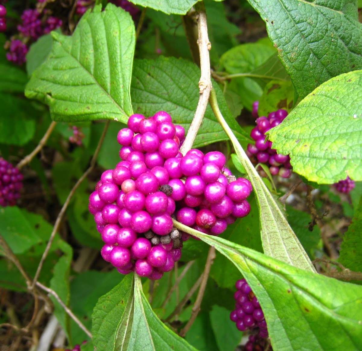 American Beautyberry