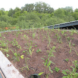 Green Roof