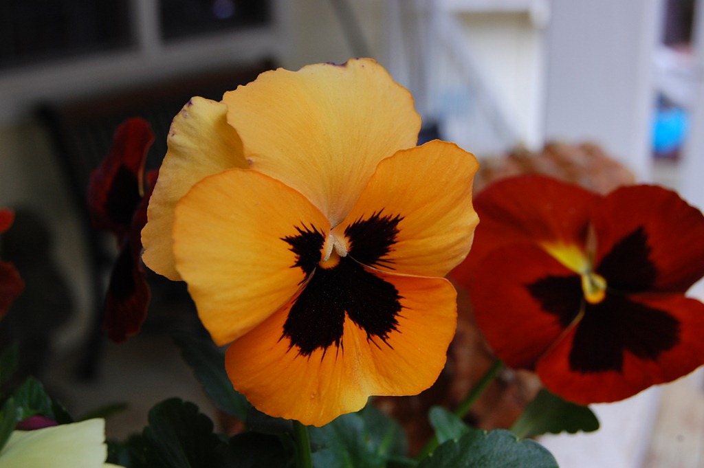 [DSC_0003%255B4%255D.jpg]
