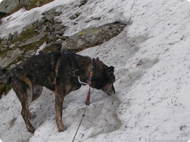 clearing the snow