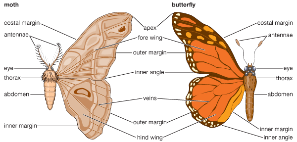 Moth and Butterfly