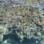 Дахаб 2009 044.jpg
