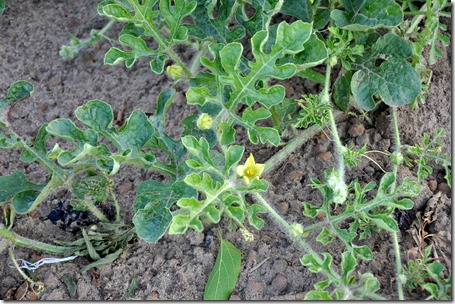 watermelons 11 (19)