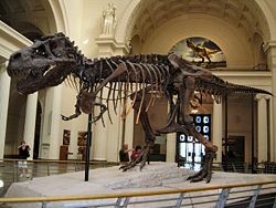 [250px-Sue%252C_Field_Museum_of_Natural_History%255B3%255D.jpg]