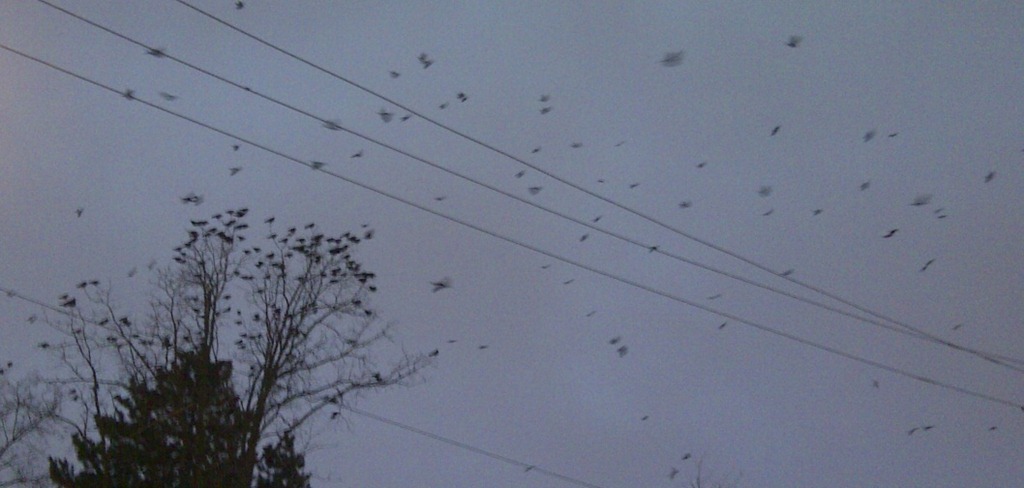 [birds%255B5%255D.jpg]