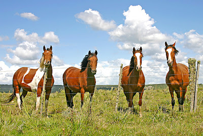 caballos_danco.jpg