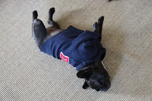 Now my back is all itchy.  I'll just roll around to scratch it.