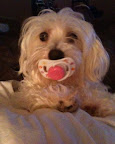 We make good use of toys and hand-me-downs intended for humans.