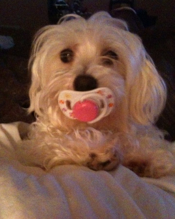 We make good use of toys and hand-me-downs intended for humans.