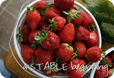strawberries again 008