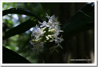 Corymborkis_orchid2