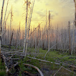Dead Wood in Yellowstone.jpg