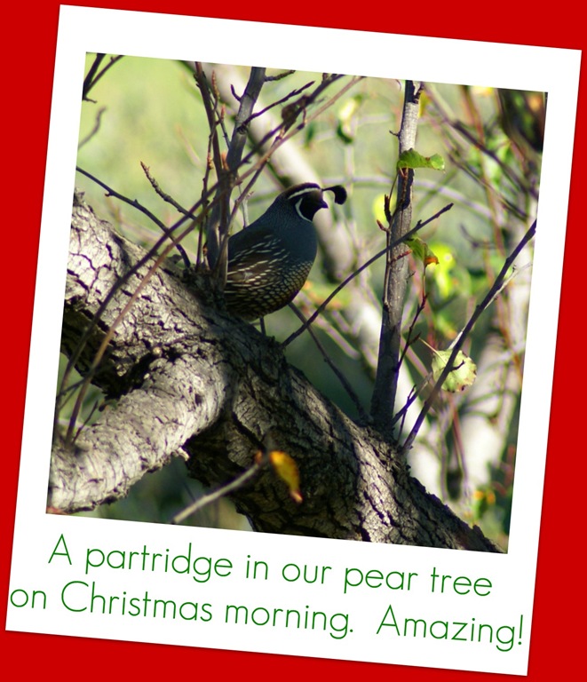 [partridge%2520in%2520a%2520pear%2520tree%255B5%255D.jpg]