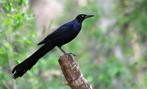 NBC Grackle 2013 NBC Grackle 2013