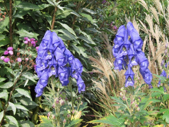 [Monkshood%255B2%255D.jpg]