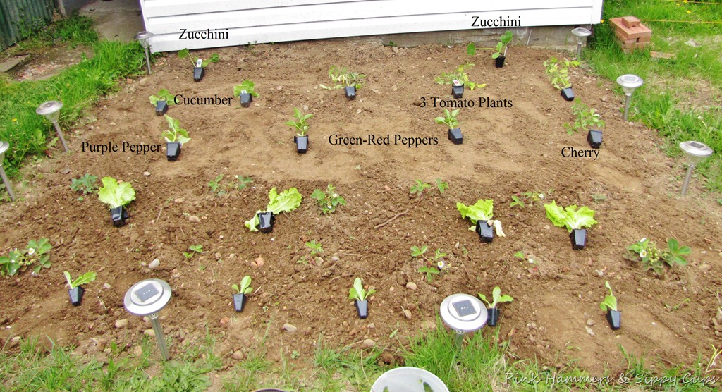 [plants12.jpg]