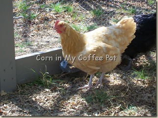 chickens- ALL 006 chickens- ALL 006