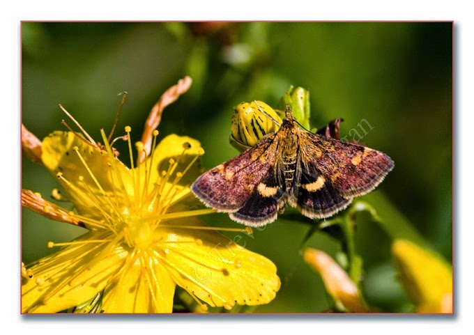 Day Moth 6  Small Purple and Gold