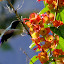 Petit colibri à tête bleue