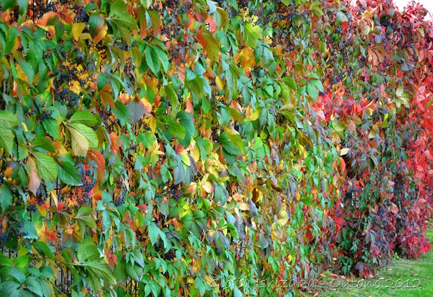 Glória Ishizaka - Folhas de Outono - Portugal 31