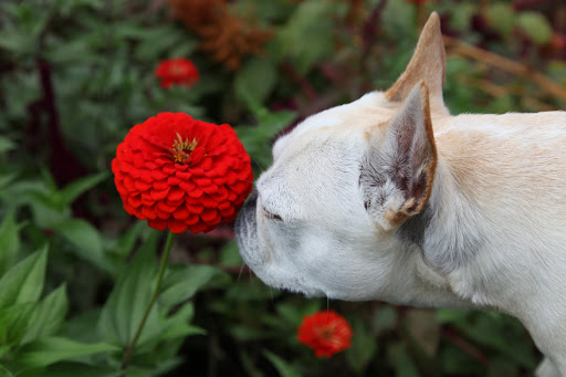 They aren't the most fragrant flowers but I'm picking up a little whiff of something.