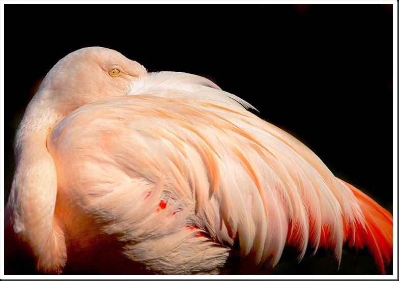 Chilean_Flamingo_0410