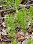 FieldHorsetail.RedHouseRd3.042013.jpg