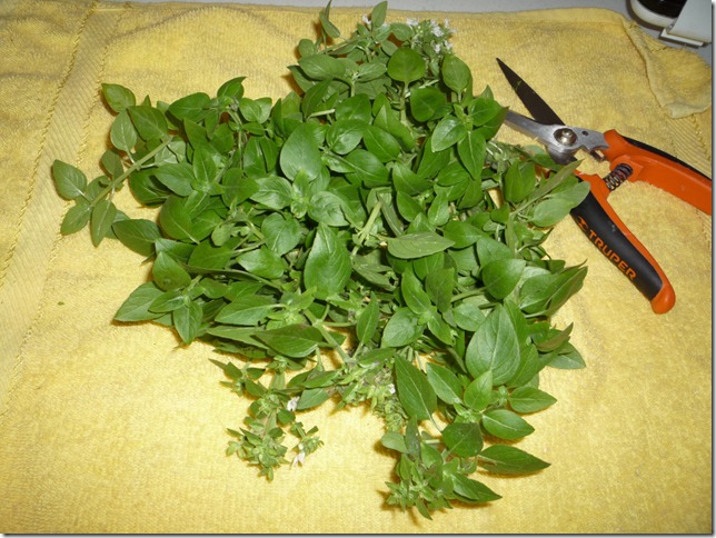 Mi pesto de albahaca de mi maceta Mi pesto de albahaca de mi maceta
