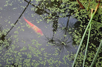 pinoyecofarm penalosa farms_0014.JPG